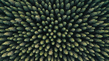 Overhead drone view of a dense, uniform forest of green pine trees, showcasing a repeating natural pattern of tree tops.の素材