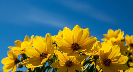 A cluster of bright yellow, daisy-like flowers with prominent centers bloom vibrantly against a clear, deep blue sky on a sunny day.の素材