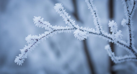 Close-up of a thin tree branch covered in delicate frost crystals. The background is a soft blur of blue and white, suggesting a winter landscape.の素材