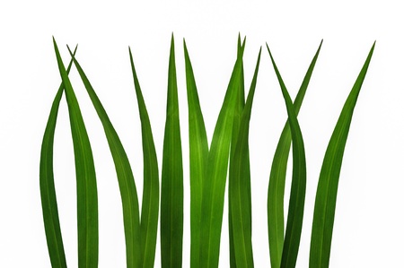 green grass isolatedの写真素材