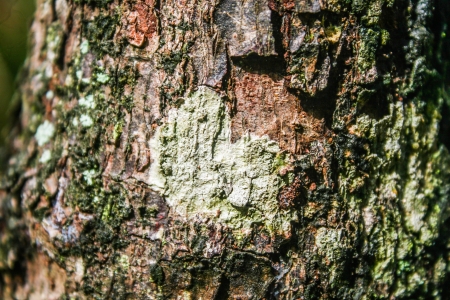 lichens on tree