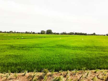 green meadows near suburb streetの写真素材