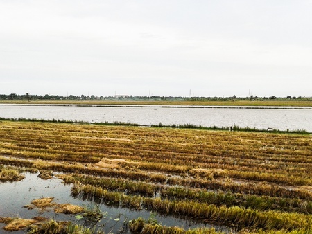 gold meadows near suburb streetの写真素材