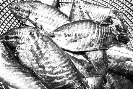 freshwater fish from nature in the countryside market of asiaの写真素材