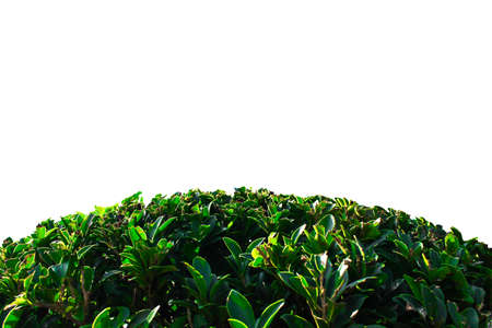 branch with fresh green leaves as green field isolated backgroundの写真素材