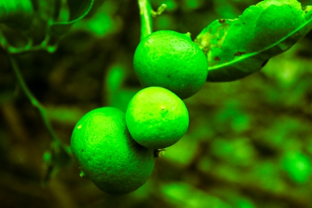 fresh green lemon on nature plant treeの写真素材