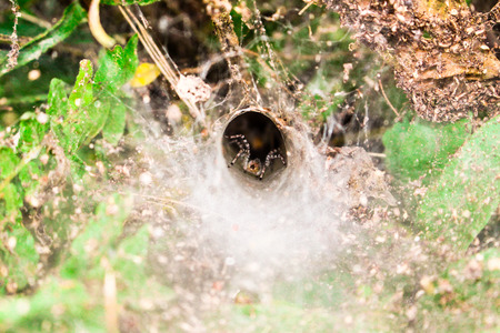 spider and cobweb in palm farmの写真素材