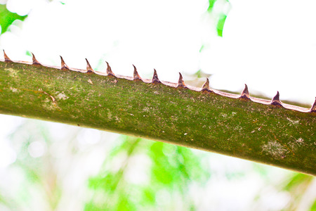 oil Palm tree and fruits branch in agriculture farm plantationの写真素材