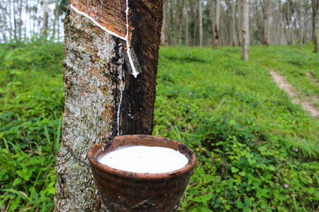 macro close up fresh milky latex extracted drop water from para rubber tree into a wooden bowlの写真素材
