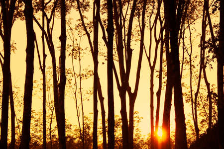 beautiful sunset light ray sunshine with tree silhouette backgroundの写真素材