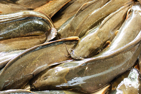fresh catfish in the thai market