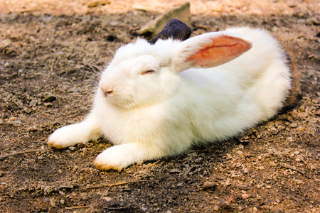 rabbit have white and black ear in the cage, animal zooの写真素材