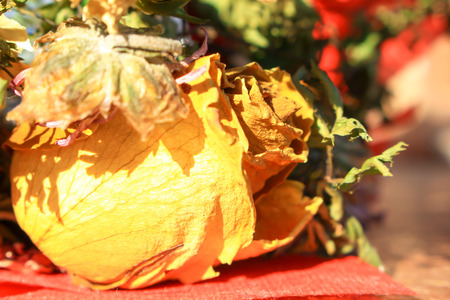 bouquet of flower dried roses still life with morning sunlightの写真素材