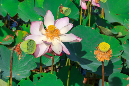 beautiful pink lotus flower on water backgroundの写真素材