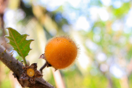 Solanum stramonifolium Jacq, Bolo Maka, Solanaceae,Thailand herbs.の写真素材