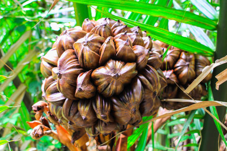 nypa palm fruit in Thailand, close up of nypa seed in nature.の写真素材