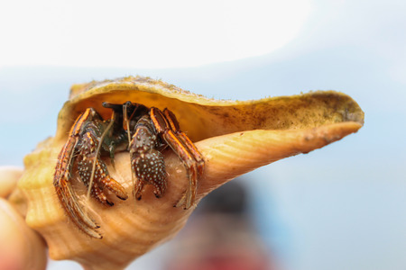 hermit crab in conch shell on Samui baech.の写真素材