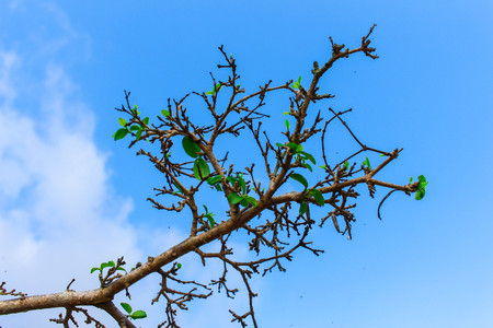 tree and leaves are sprouting and growing with blue sky on branches.の写真素材