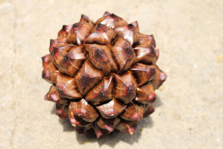 nypa palm fruit in Thailand, close up of nypa seed in nature.の写真素材