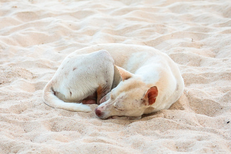 stray dog lonely on beachの写真素材