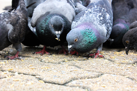 masses doves eat food bird seedの写真素材