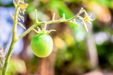 close-up of fresh immature cherry tomatoes in gardenの写真素材