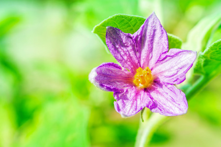 close-up of fresh flower solanum, thai eggplant background in gardenの写真素材