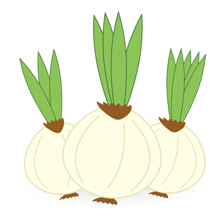 onion isolated on white backgroundのイラスト素材
