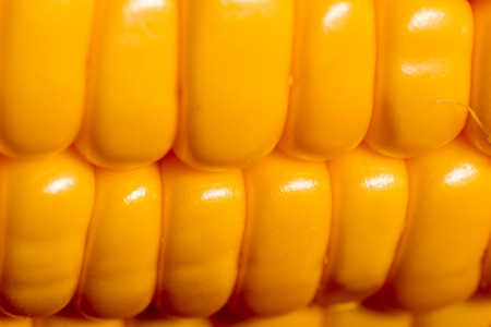 close-up fresh corn from garden in thailand