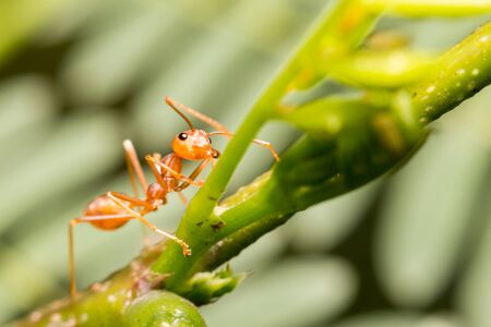 close-up ant on green leafの写真素材