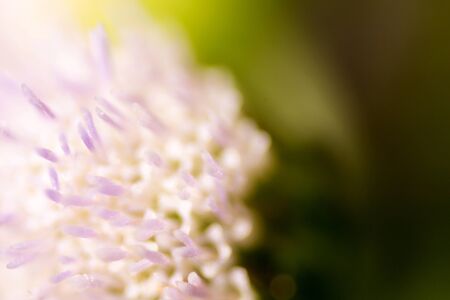 close-up macro flower soft blur background in natureの写真素材
