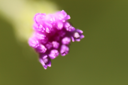close-up extreme macro little flower soft focus details nature backgroundの写真素材