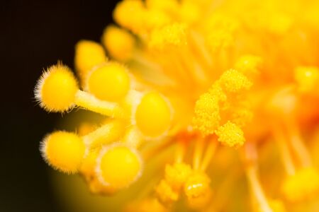 extra close-up soft focus flower hibiscus pollen macro in gardenの写真素材