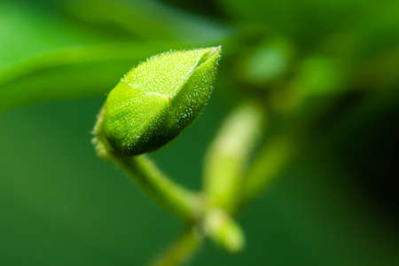 close-up top plant green backgroundの写真素材