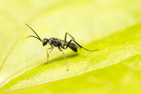 close-up insect in wild natureの写真素材