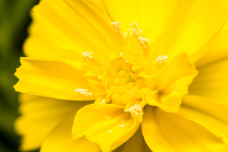 close-up yellow flower in natureの写真素材
