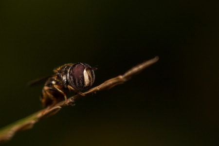 close-up insect in wild nature