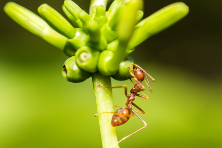 extra soft focus ant macro on green leafの写真素材