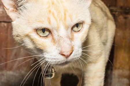 cat burglar hungry come to homeの写真素材