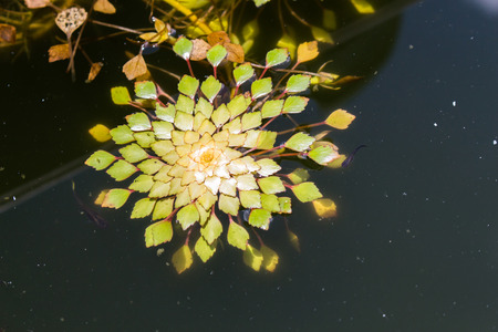 close-up water chestnut or trapa bispinosa roxb in swamp, floating plantの写真素材