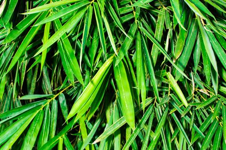 bamboo leaves texture backgroundの写真素材