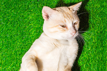 puppy portrait close-up cute cat dozing on green grass texture background eco conceptの写真素材