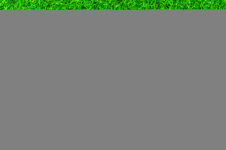 seed of para rubber tree on green grass texture background