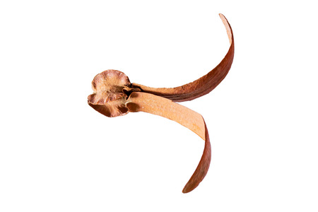 seed of para rubber tree isolated on white background
