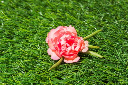 flower on green grass texture background eco conceptの写真素材