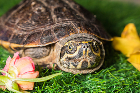 turtle on green grass texture background eco concept, asia, thailandの写真素材