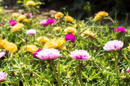 fresh flower beautiful colorful portulaca oleracea in morning, thailandの写真素材