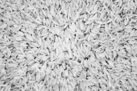 thai raw rice isolated white backgroundの写真素材