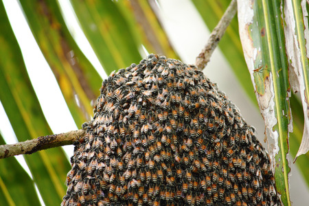 bees on honeycomb in natureの写真素材
