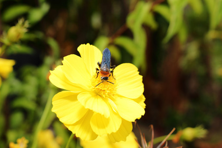 hornet on fresh yellow flower in gardenの写真素材